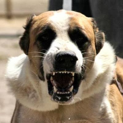 Объявлено вознаграждение за информацию о хозяине собаки, изуродовавшей ребенка в Новороссийске