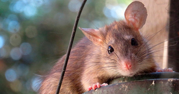 Спрос на крыс в России в преддверии Нового года вырос вдвое