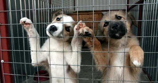 Власти Краснодара рассказали о создании муниципального приюта для животных