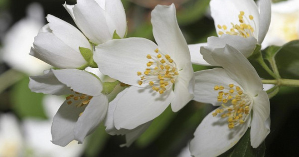 Алыча и жасмин расцвели на Кубани из-за аномально тёплой зимы