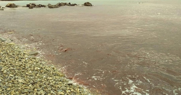 Море у Новороссийска стало красным