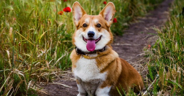 Курянка пыталась купить собаку английской королевы и потеряла 10 тысяч рублей