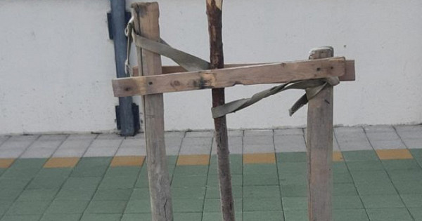 На набережной Новороссийска вандалы уничтожили дерево тамарикса