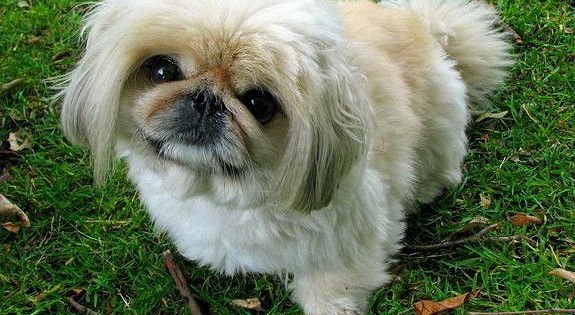 В День святого Валентина парень решил подарить девушке украденного щенка