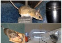 Как избавиться от мышей в квартире?