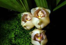 Удивительные цветы с доставкой по Новороссийску для особого случая