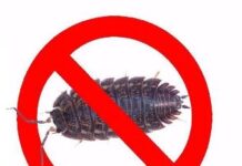 Стратегия действия при уничтожении мокриц