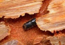 Способы уничтожения короеда