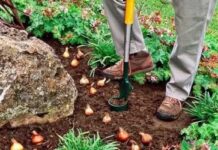 Что посеять осенью на даче