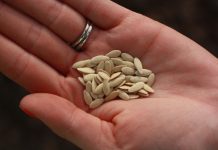 Тонкости выбора семян