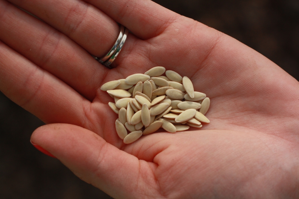 Делать семена огурцов. Семена огурцов на руке. Подготовка семян огурца. Качественные семена. Подготовка семян к посеву.