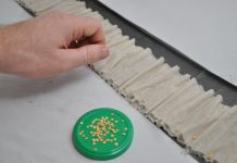 Рассада без земли на туалетной бумаге: способы посева