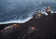 Катастрофа на острове Вавада: как человек убивает природу?