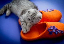 Войлочные тапочки : прекрасный выбор для тех, кто хочет своим ногам обеспечить тепло и уют