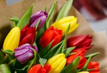 Тюльпаны: вестники весны