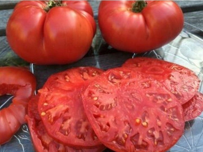 Когда сеять помидоры на рассаду, как это делать правильно, народные методы, лунный календарь огородника — фото с примерами