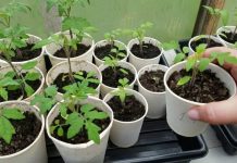 Оптимальные условия выращивания рассады помидоров