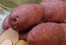 Самые вкусные сорта картофеля