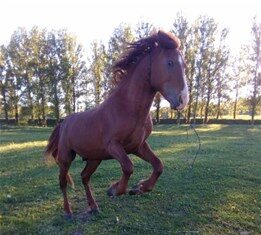 Покупка лошади: как правильно выбрать?