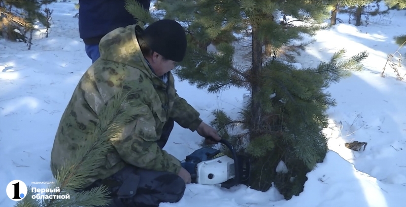 В Челябинской области усилили слежку за «черными лесорубами»