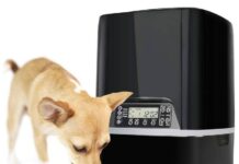 Как выбрать автоматическую кормушку для собак?