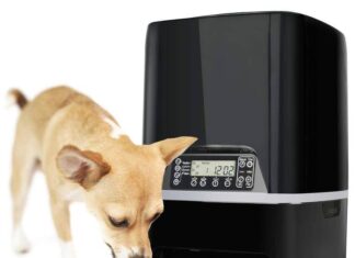 Как выбрать автоматическую кормушку для собак?