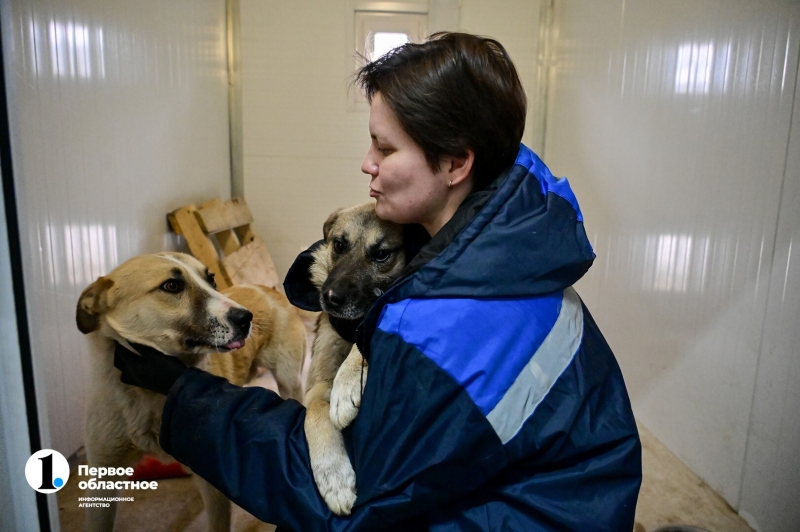 Остров надежды для собак под Челябинском
