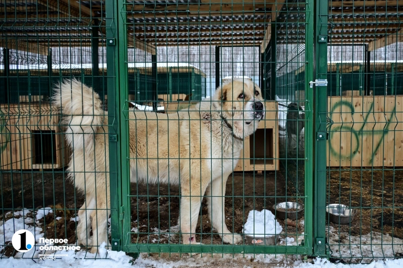 Остров надежды для собак под Челябинском
