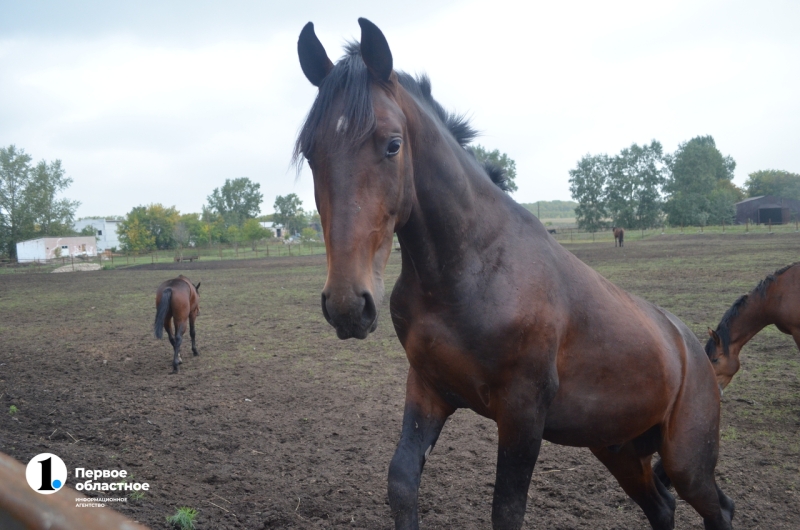Лошади как судьба: кони и пони южноуральского фермера