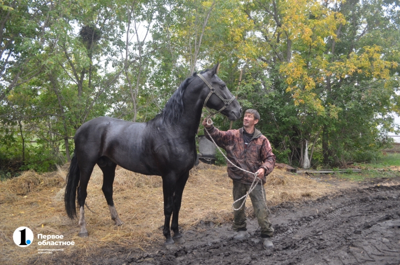 Лошади как судьба: кони и пони южноуральского фермера