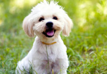 Как выбрать щенка Мальтезе?