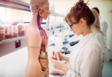 Как подготовиться к изучению анатомии человека?