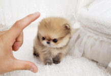 Карманные породы собак