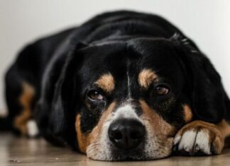 Последствия укуса клеща у собак