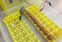 Инкубатор для начинающих птицеводов: что нужно знать перед покупкой