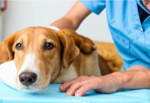 Офтальмологические проблемы у домашних животных: когда нужно обратиться к ветеринару