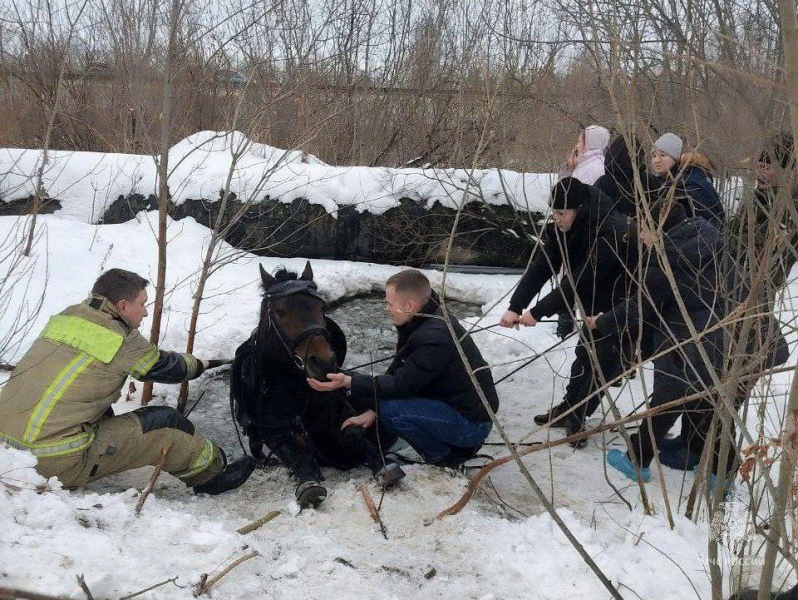 В новогодние праздники в Челябинской области спасают лошадей и проходят диспансеризацию