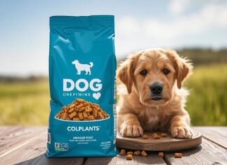 Сухой корм для собак: как выбрать лучший для своего питомца
