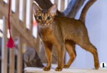 Челябинцы на время отпуска отправляют своих животных в специальные гостиницы