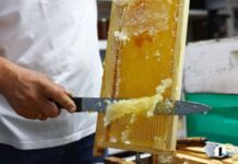 Челябинский пчеловод назвал главную помеху хорошему медосбору в 2025 году