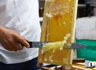 Челябинский пчеловод назвал главную помеху хорошему медосбору в 2025 году