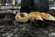 На главной пешеходной улице Челябинска «пошли» грибы