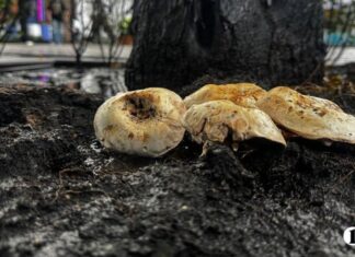 На главной пешеходной улице Челябинска «пошли» грибы